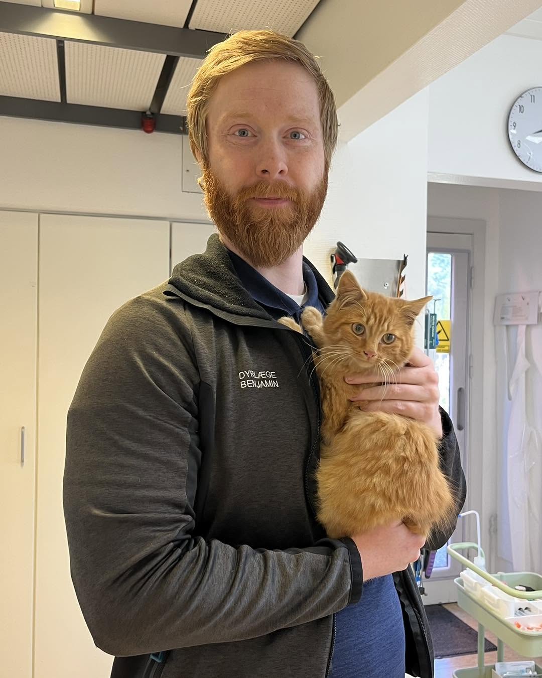 Dyrlæge undersøger kat på Vejen Dyrehospital