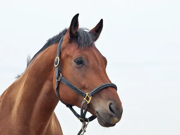 Kastration af hest ved Vejen Dyrehospital