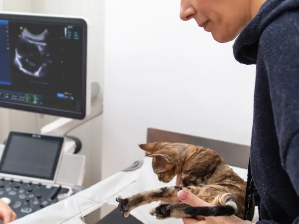 Hjertescanning af kat ved Vejen Dyrehospital