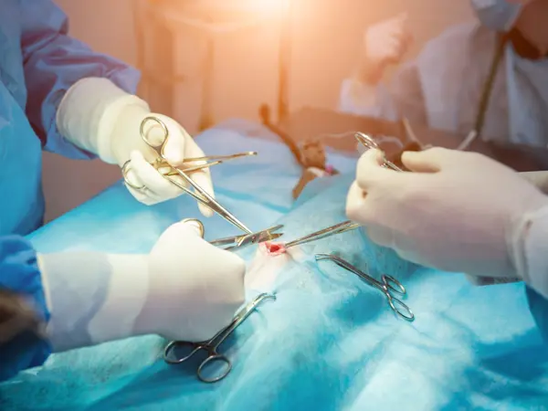 Sterilisation af tæve ved Vejen Dyrehospital