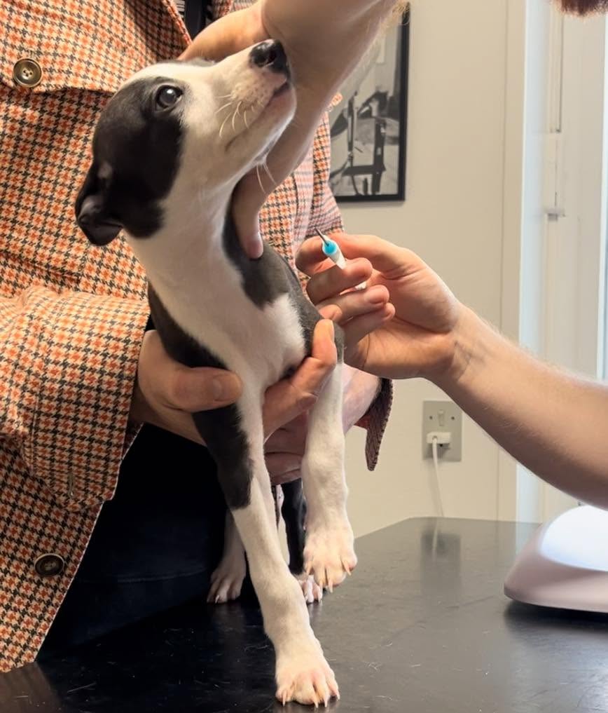 Vaccination af hund ved Vejen Dyrehospital i Vejen