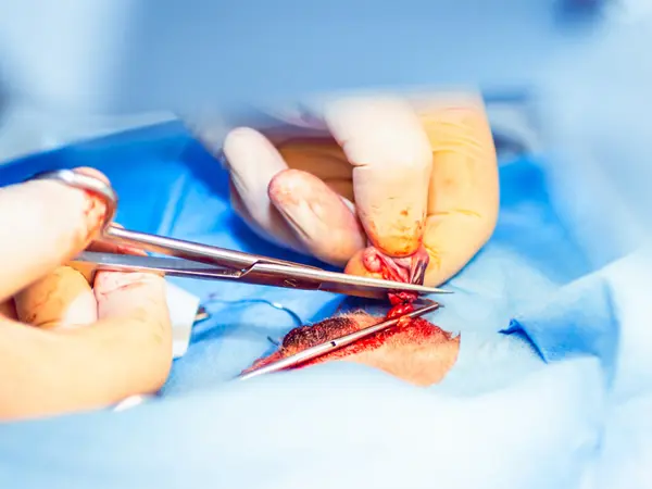 Kastration af hund ved Vejen Dyrehospital