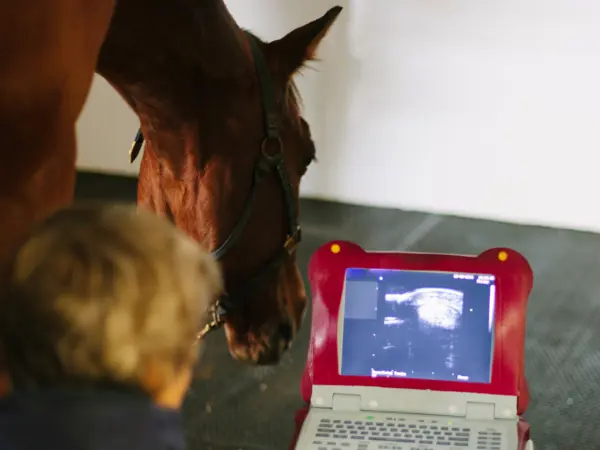 Ultralydsscanning af hest ved Vejen Dyrehospital